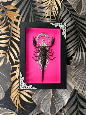 Small scorpion fushia