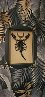 Scorpion or