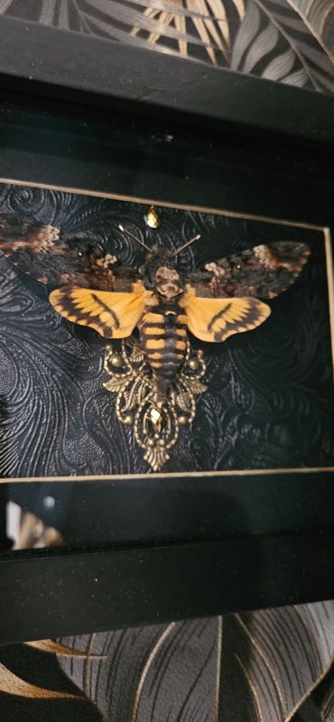 Sphinx tête de mort