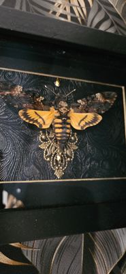 Sphinx tête de mort