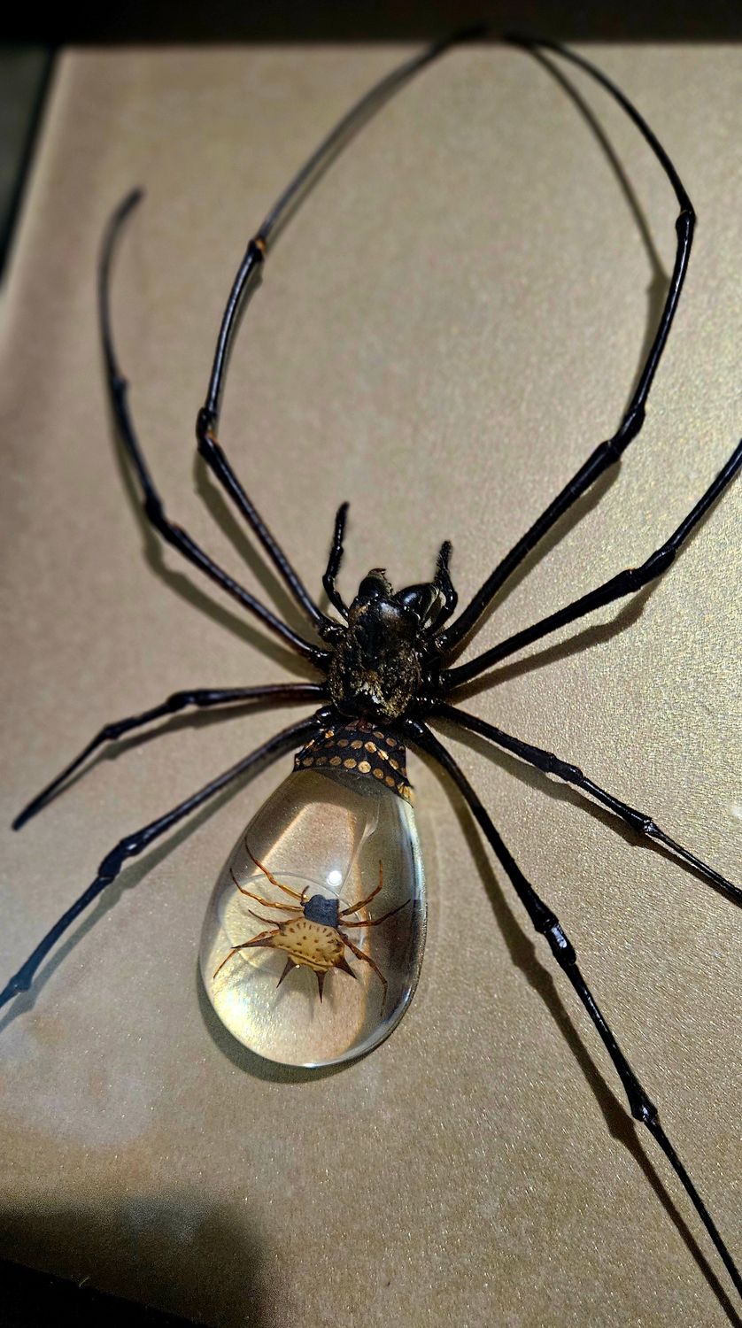 Cristal spider