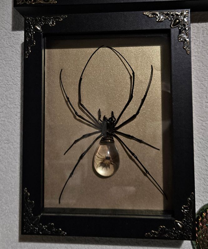 Cristal spider