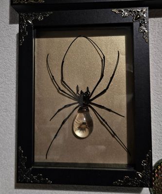 Cristal spider
