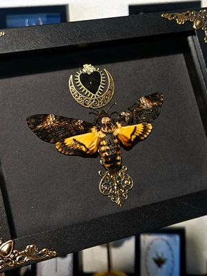 Sphinx coeur de lune