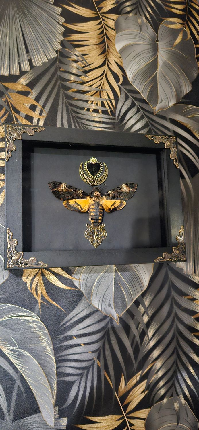 Sphinx coeur de lune