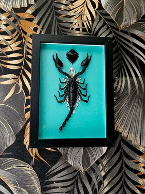 Cadre scorpion turquoise