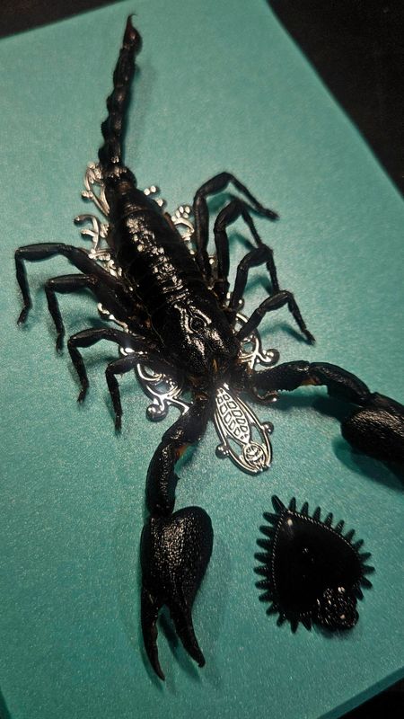 Cadre scorpion turquoise