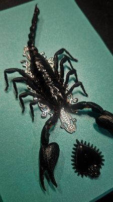 Cadre scorpion turquoise