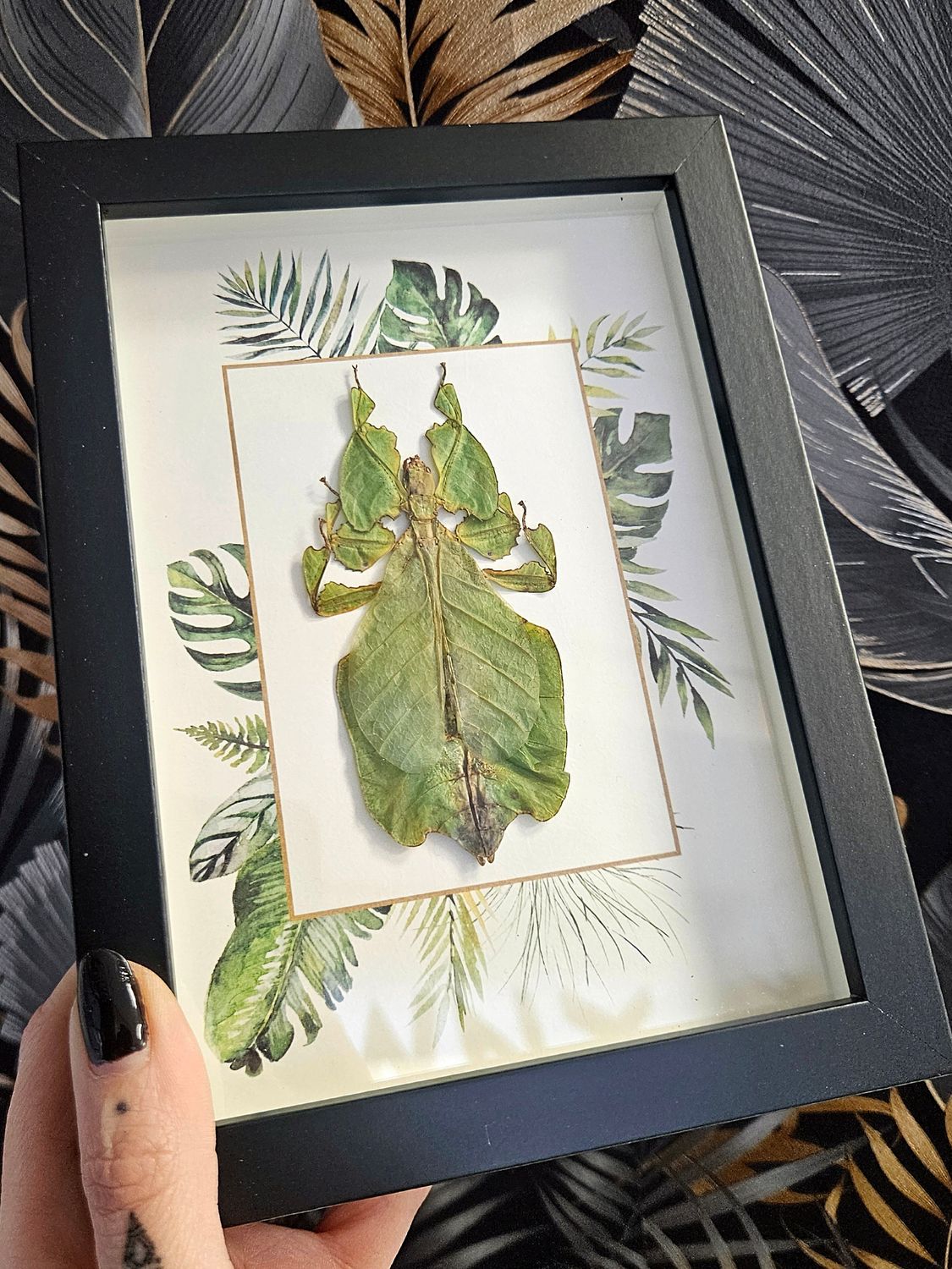 Phasme feuille jungle
