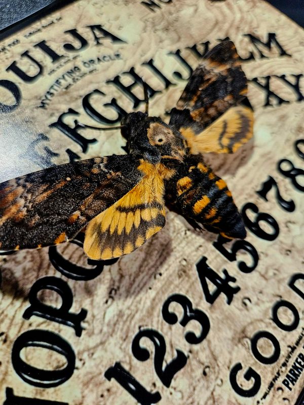 Sphinx Ouija