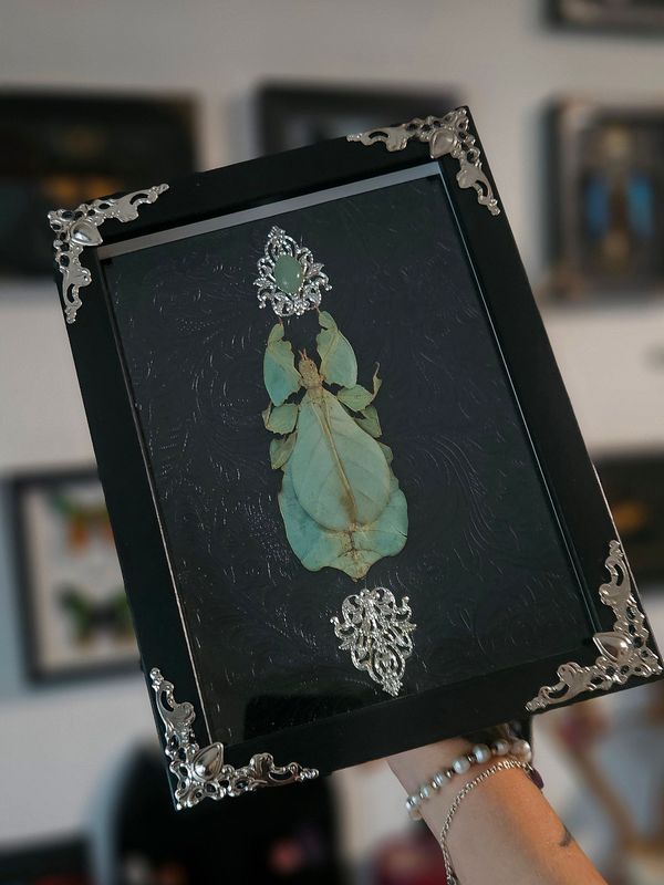 Phasme feuille&amp;aventurine