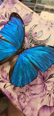 Morpho collection Élégie violette