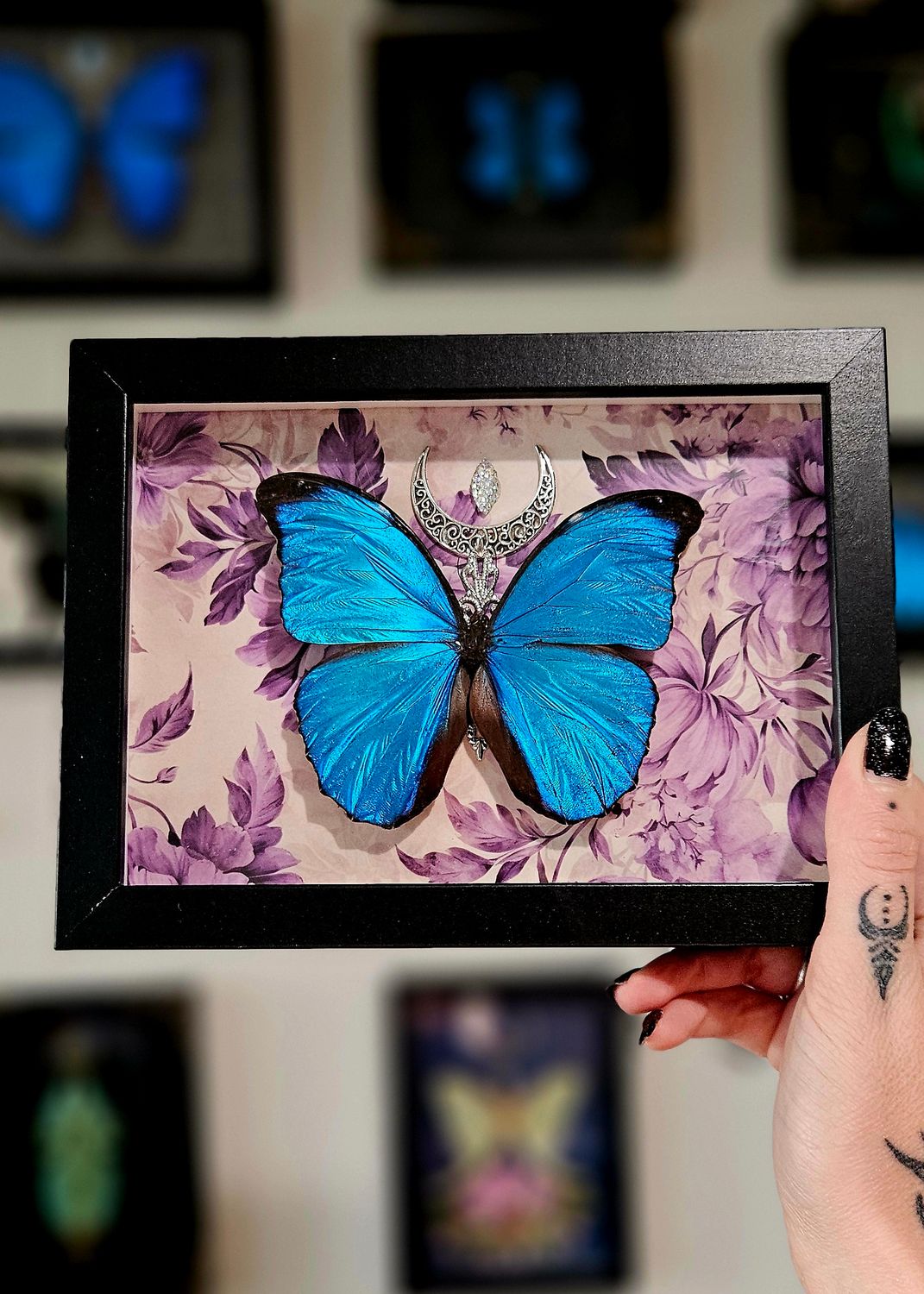 Morpho collection Élégie violette