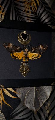 Sphinx cœur de lune