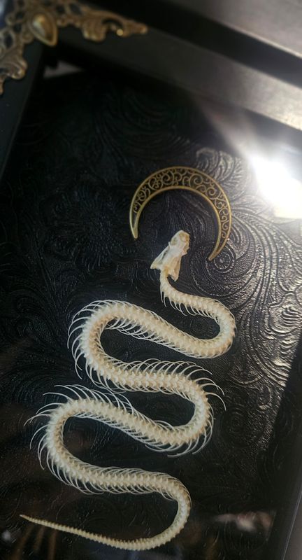 Serpent lune version argent ou or