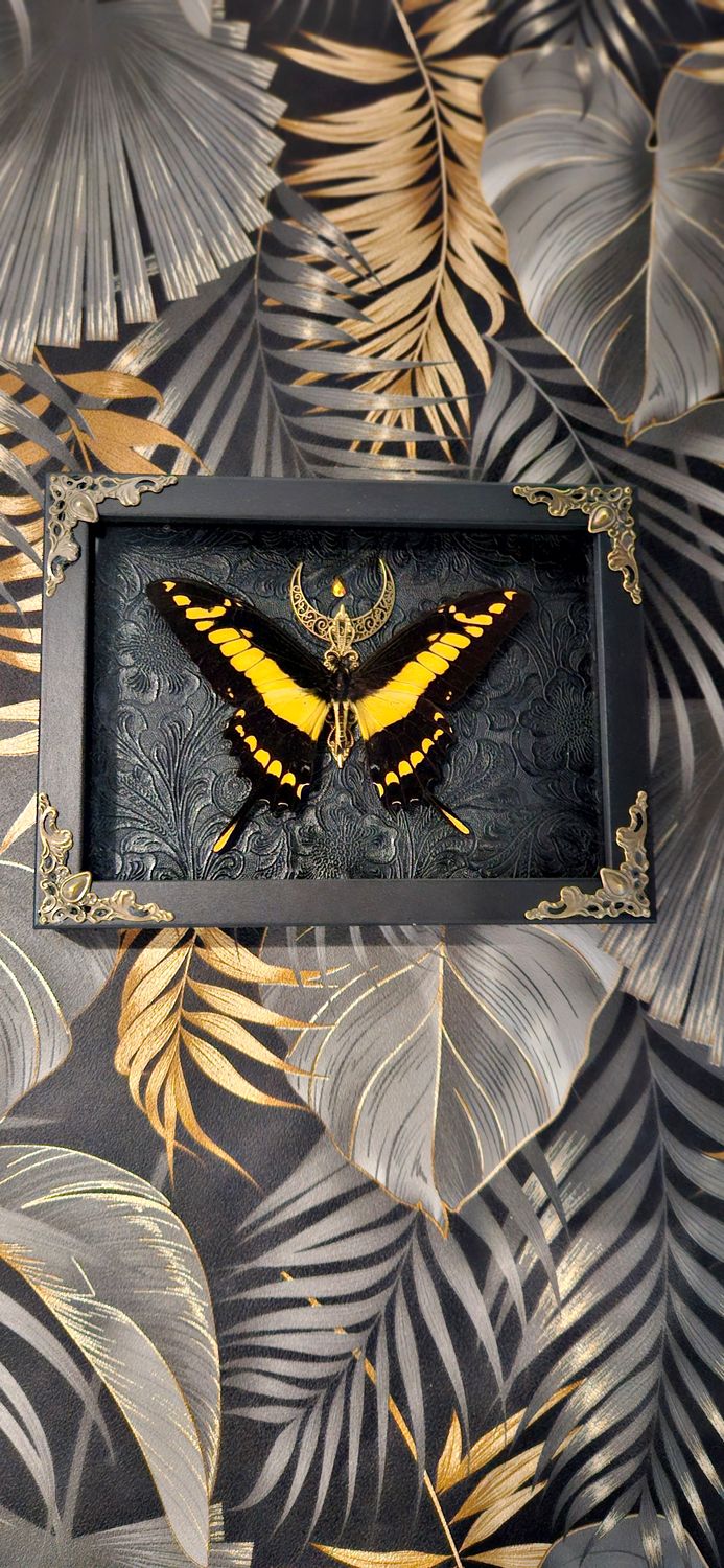 Papillon Thoas