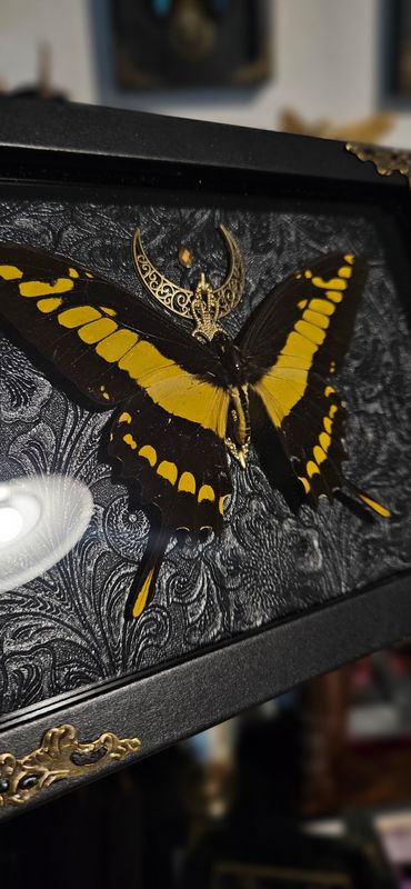 Papillon Thoas