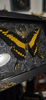 Papillon Thoas