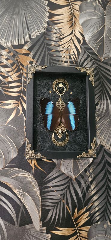 Morpho helenor sacré