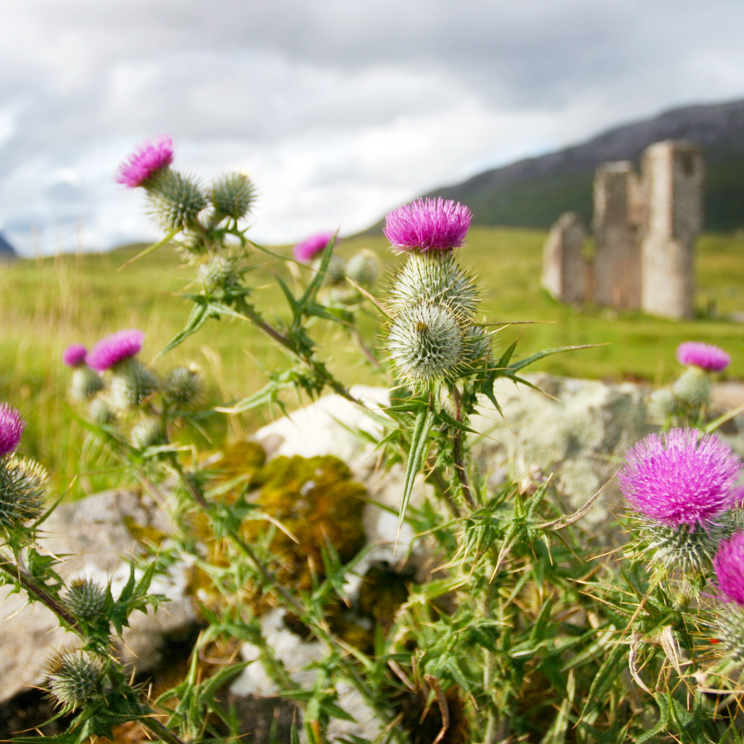 Music, Golf, History &amp; More