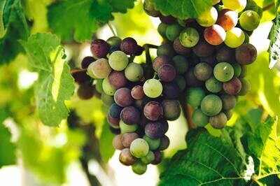 Red Wines