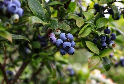 Fruit Wines
