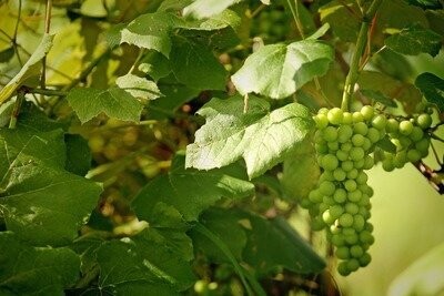 White Wines