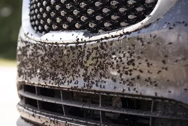 FLY AND INSECT REMOVER