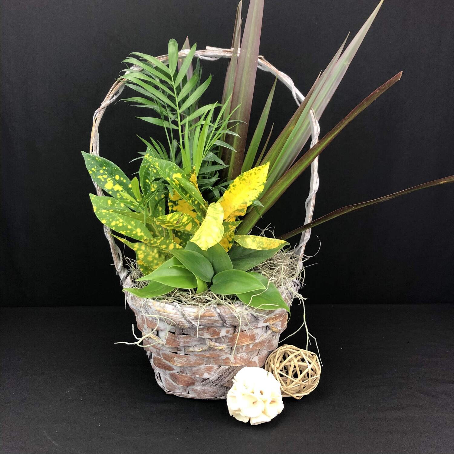 Wicker Dish Garden
