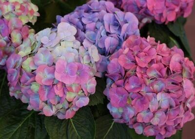 Hydrangeas