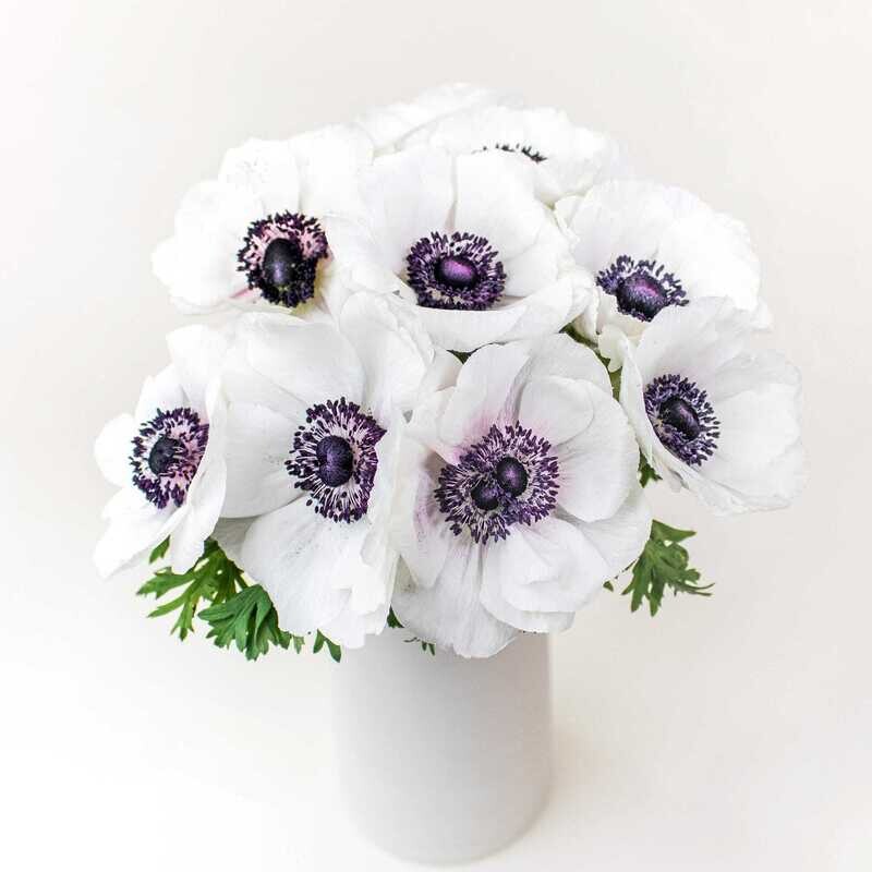 Anemone Flowers
