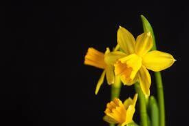 Daffodils