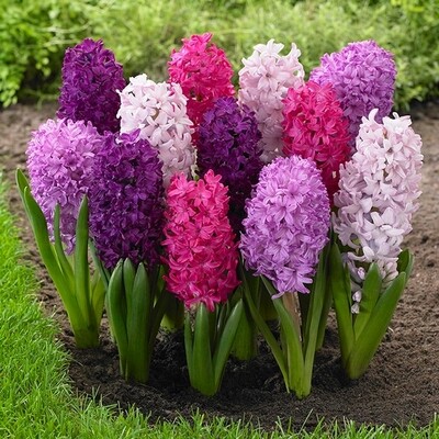 Hyacinth