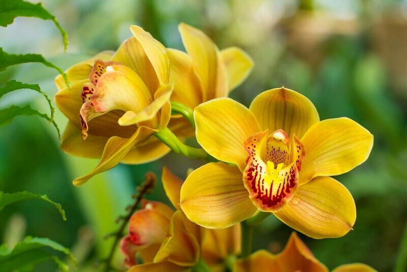Cymbidium Orchids