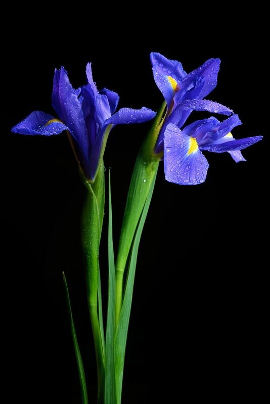 Iris
