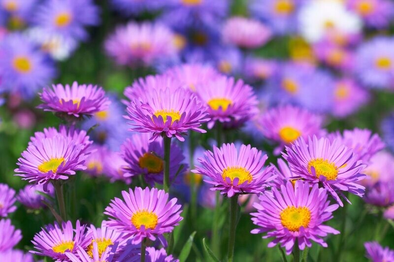 Asters