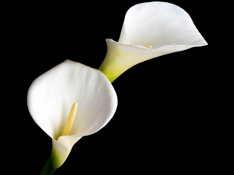 Calla Lilies