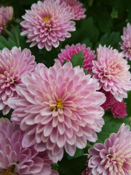 Chrysanthemum