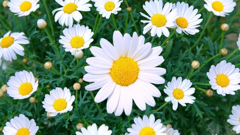 Daisies