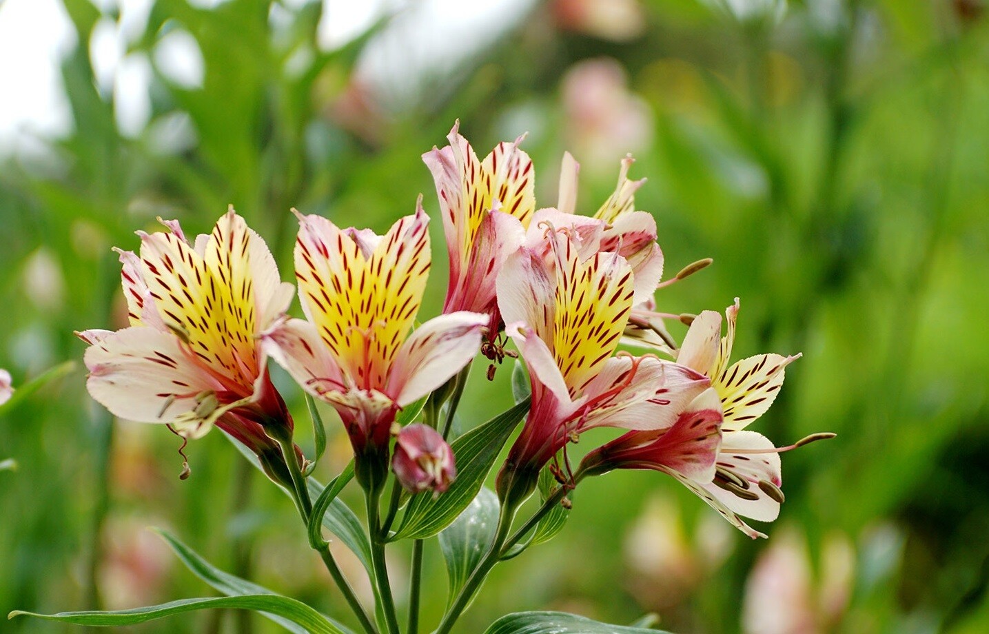 Alstroemeria des Fêtes main image 0