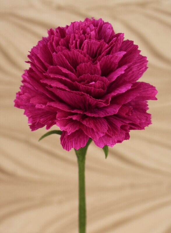 Carnations