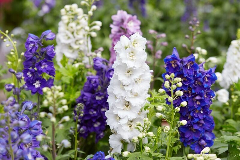 Delphinium Flowers