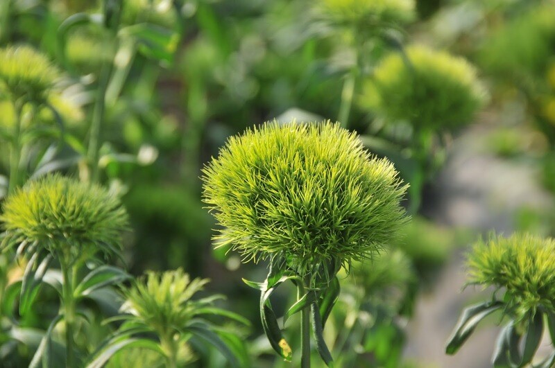 Dianthus Flowers