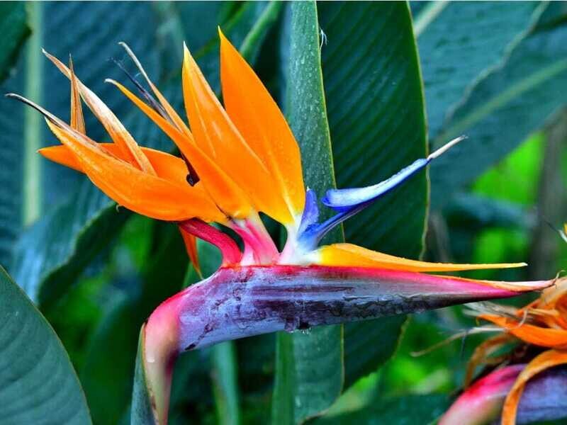 Birds Of Paradise