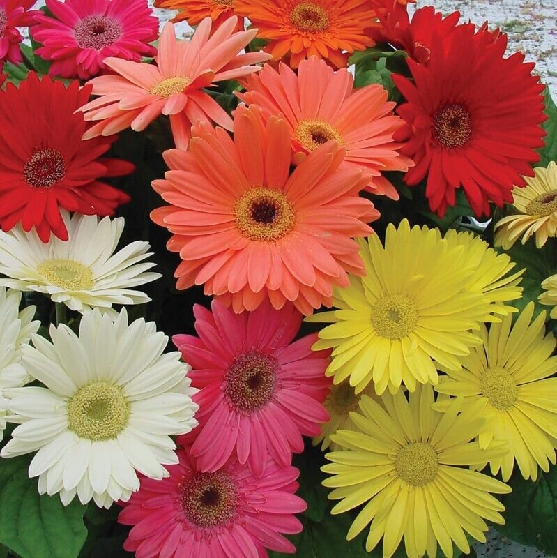 Gerbera Daisies