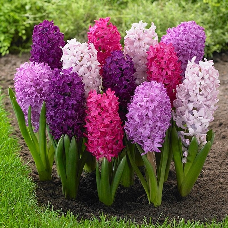 Hyacinth