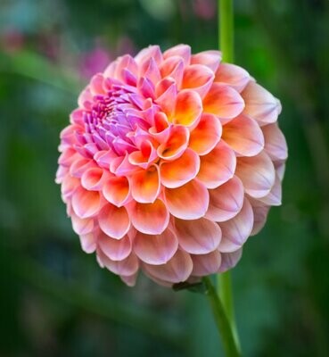 Discover the Splendor of Dahlias