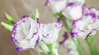 Lisianthus