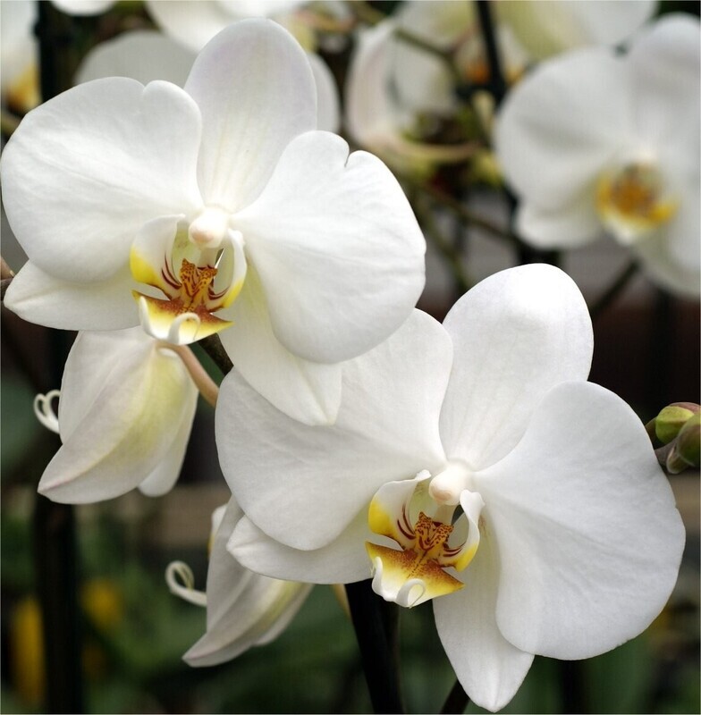 Phalaenopsis Orchids