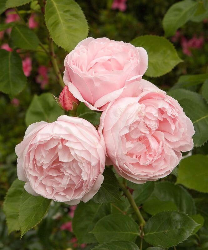 Garden Roses